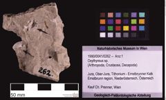 Foto (Objekt + Etiketten) von Oxythyreus sp. (NHMW-GEO-1990-0041-0262)